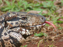 Golden Tegu